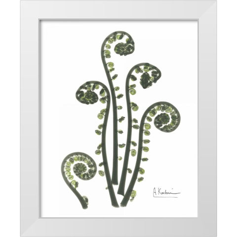 Fiddle Fern in Green White Modern Wood Framed Art Print by Koetsier, Albert