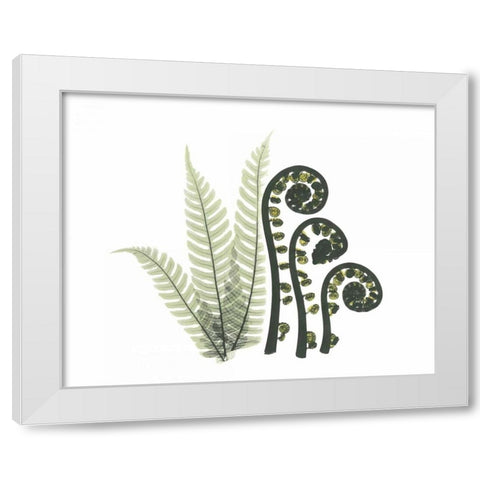 Tree and Fiddle Fern in Green White Modern Wood Framed Art Print by Koetsier, Albert