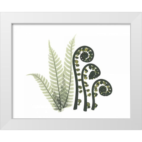 Tree and Fiddle Fern in Green White Modern Wood Framed Art Print by Koetsier, Albert