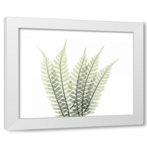 Tree Fern in Green 2 White Modern Wood Framed Art Print by Koetsier, Albert