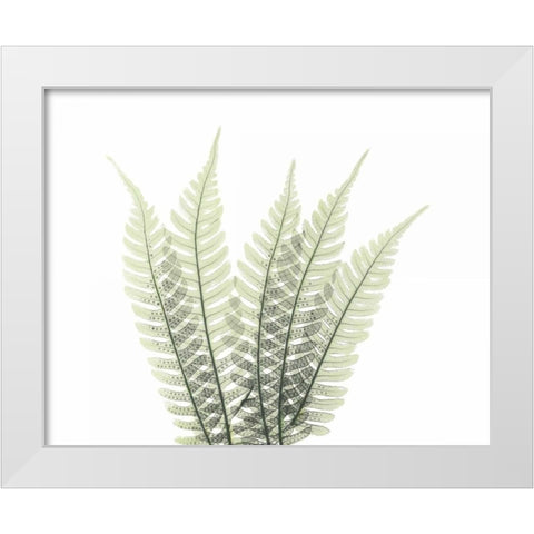 Tree Fern in Green 2 White Modern Wood Framed Art Print by Koetsier, Albert