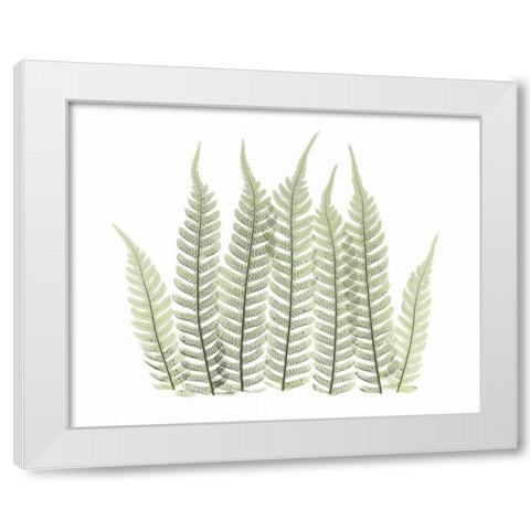 Tree Fern in Green 3 White Modern Wood Framed Art Print by Koetsier, Albert