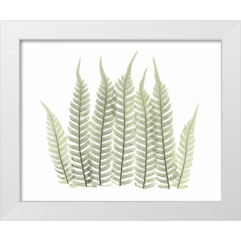 Tree Fern in Green 3 White Modern Wood Framed Art Print by Koetsier, Albert