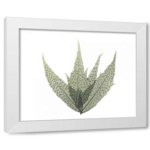 Japanese Fern in Green 2 White Modern Wood Framed Art Print by Koetsier, Albert