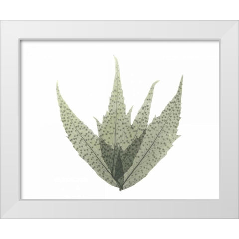 Japanese Fern in Green 2 White Modern Wood Framed Art Print by Koetsier, Albert