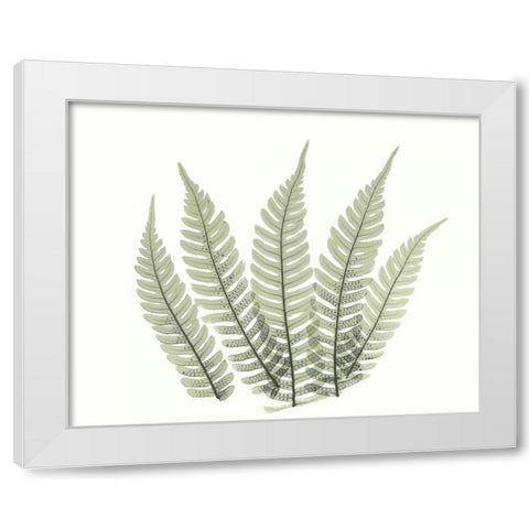 Tree Fern in Green 4 White Modern Wood Framed Art Print by Koetsier, Albert