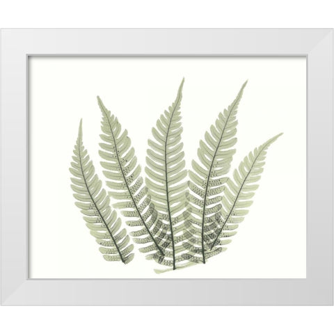 Tree Fern in Green 4 White Modern Wood Framed Art Print by Koetsier, Albert