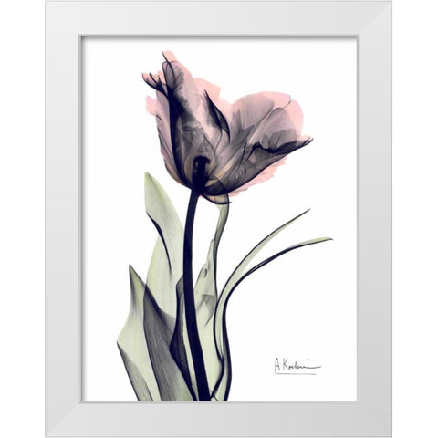 Single Tulip in Color White Modern Wood Framed Art Print by Koetsier, Albert