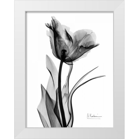 Single Tulip in BandW White Modern Wood Framed Art Print by Koetsier, Albert