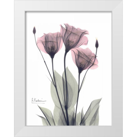 Three Gentian in Color White Modern Wood Framed Art Print by Koetsier, Albert