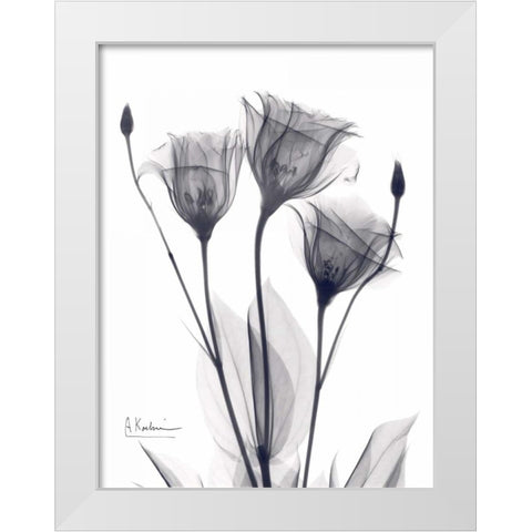 Three Gentian in BandW White Modern Wood Framed Art Print by Koetsier, Albert