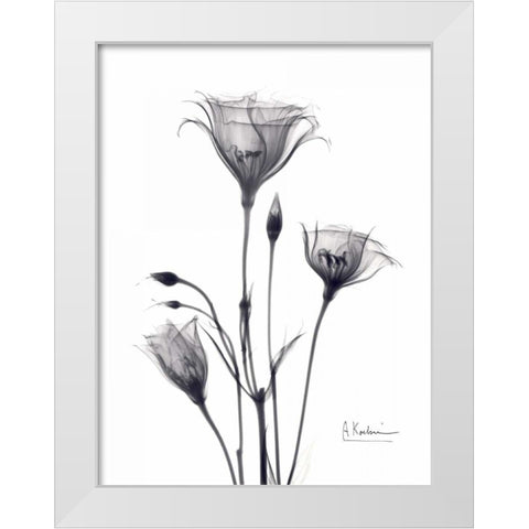 Bouquet of Gentian in BandW White Modern Wood Framed Art Print by Koetsier, Albert