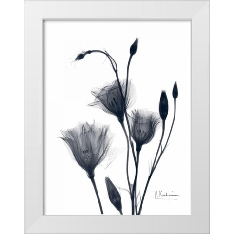 Bouquet of Gentian in BandW2 White Modern Wood Framed Art Print by Koetsier, Albert