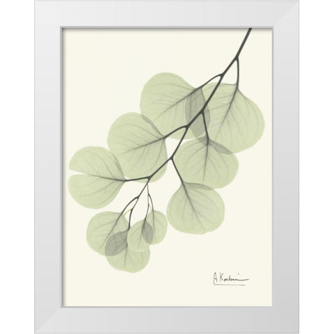 Eucalyptus Leaves in Green White Modern Wood Framed Art Print by Koetsier, Albert