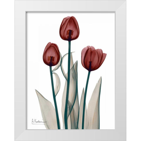 Early Tulips in Red White Modern Wood Framed Art Print by Koetsier, Albert