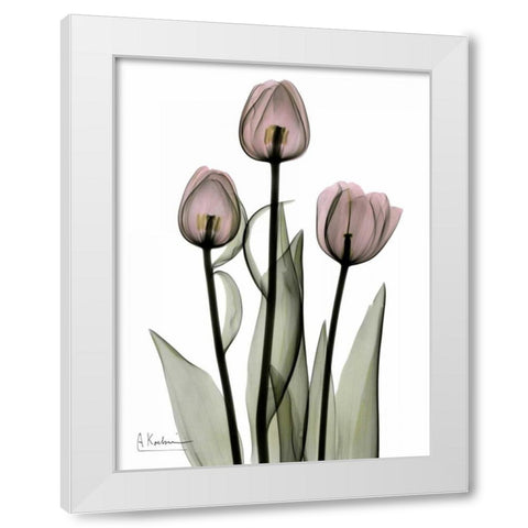 Early Tulips in Pink White Modern Wood Framed Art Print by Koetsier, Albert