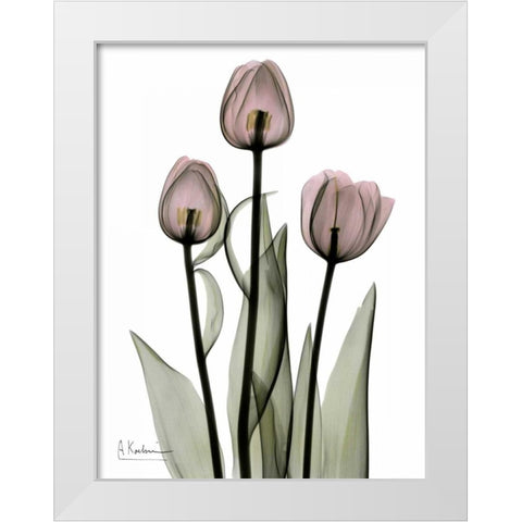 Early Tulips in Pink White Modern Wood Framed Art Print by Koetsier, Albert