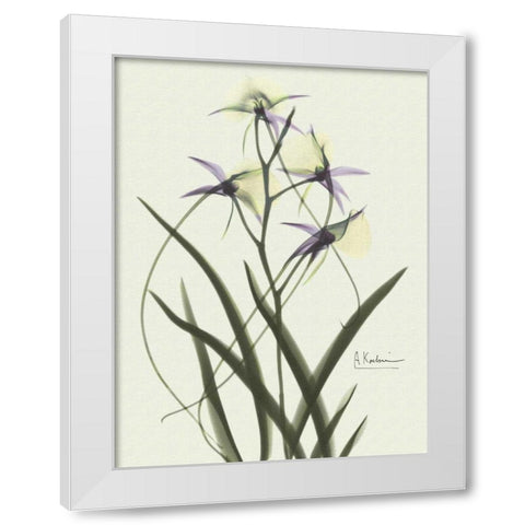 Orchids a Plenty in Purple on Beige White Modern Wood Framed Art Print by Koetsier, Albert