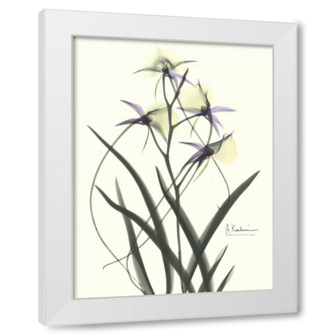 Orchids a Plenty in Purple and Yellow White Modern Wood Framed Art Print by Koetsier, Albert