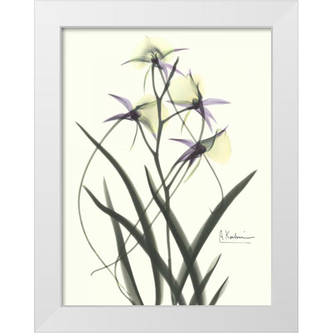 Orchids a Plenty in Purple and Yellow White Modern Wood Framed Art Print by Koetsier, Albert