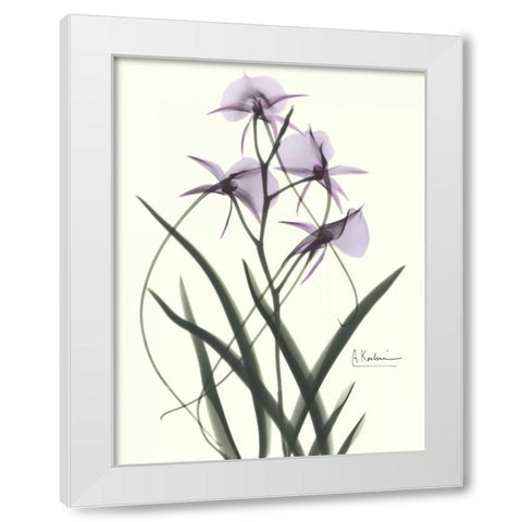 Orchids a Plenty in Purple White Modern Wood Framed Art Print by Koetsier, Albert