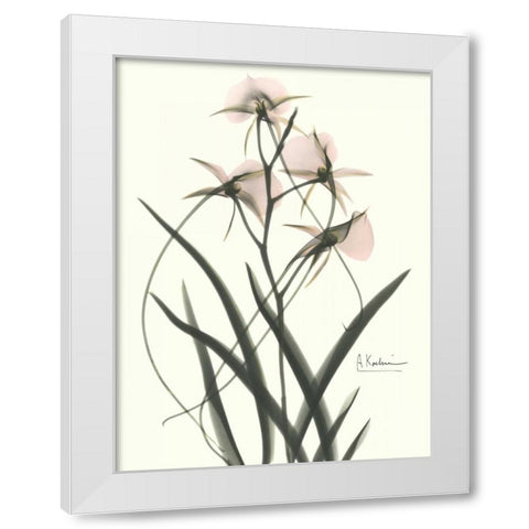 Orchids a Plenty in Pink White Modern Wood Framed Art Print by Koetsier, Albert