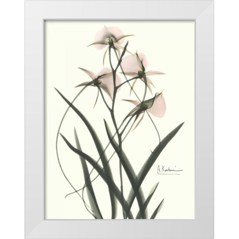 Orchids a Plenty in Pink White Modern Wood Framed Art Print by Koetsier, Albert