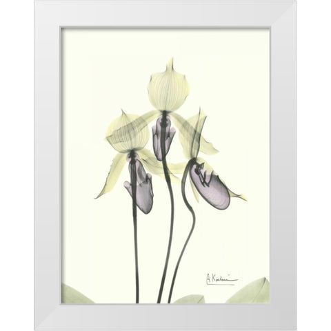 Lovely Orchids White Modern Wood Framed Art Print by Koetsier, Albert