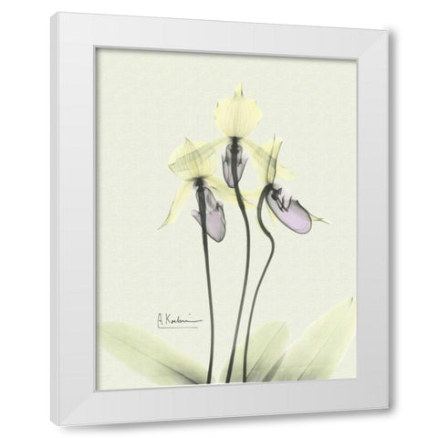 Lovely Orchids 3 White Modern Wood Framed Art Print by Koetsier, Albert