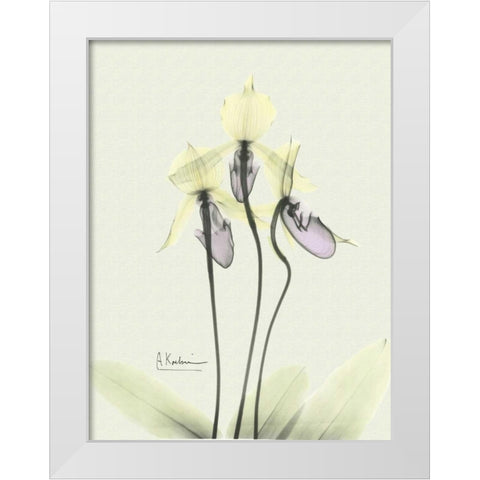 Lovely Orchids 3 White Modern Wood Framed Art Print by Koetsier, Albert