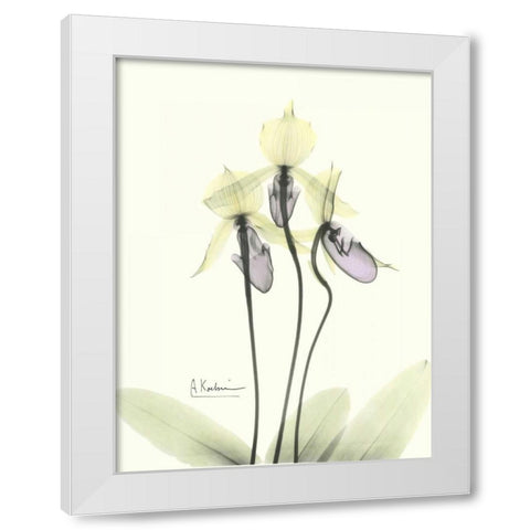Lovely Orchids 2 White Modern Wood Framed Art Print by Koetsier, Albert