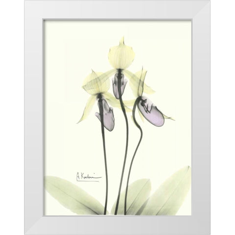 Lovely Orchids 2 White Modern Wood Framed Art Print by Koetsier, Albert