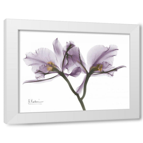 Beautiful Orchid in Purple 2 White Modern Wood Framed Art Print by Koetsier, Albert