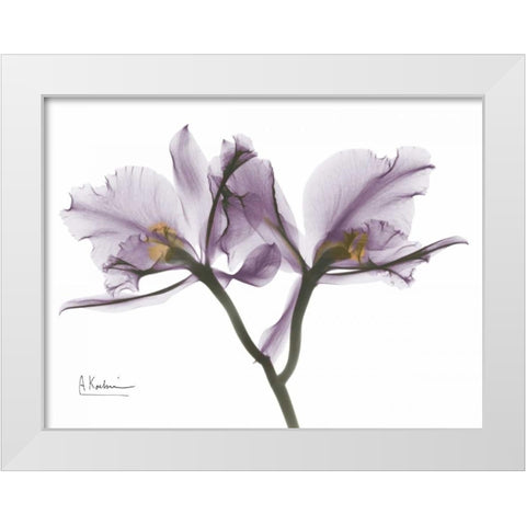 Beautiful Orchid in Purple 2 White Modern Wood Framed Art Print by Koetsier, Albert