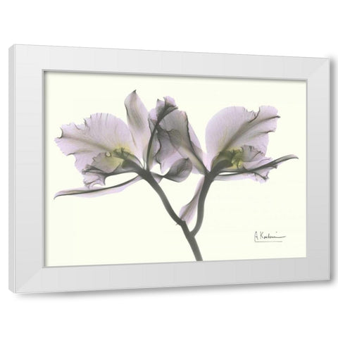 Beautiful Orchid in Purple White Modern Wood Framed Art Print by Koetsier, Albert