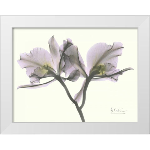 Beautiful Orchid in Purple White Modern Wood Framed Art Print by Koetsier, Albert