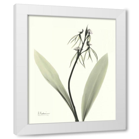 Single Orchid White Modern Wood Framed Art Print by Koetsier, Albert