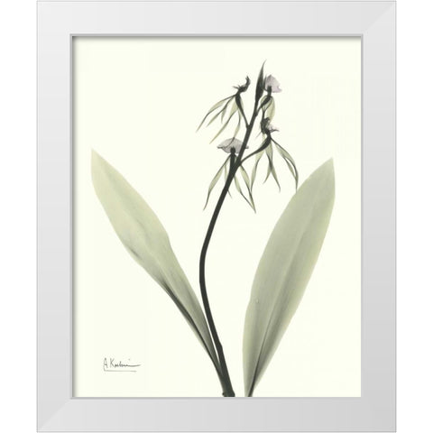 Single Orchid White Modern Wood Framed Art Print by Koetsier, Albert