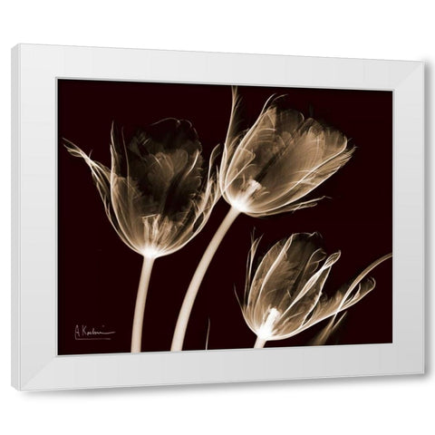 Tulips Brown on Red White Modern Wood Framed Art Print by Koetsier, Albert