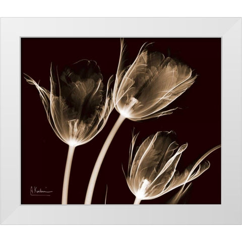 Tulips Brown on Red White Modern Wood Framed Art Print by Koetsier, Albert