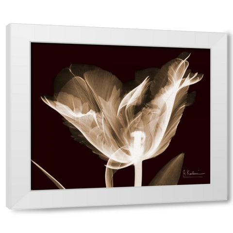 Single Tulip Brown on Red White Modern Wood Framed Art Print by Koetsier, Albert