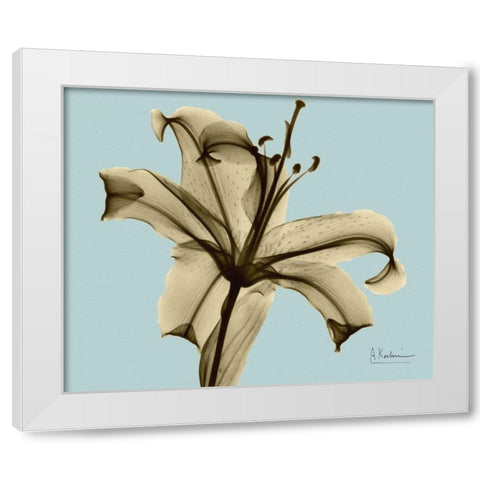 Single Lily Brown on Blue White Modern Wood Framed Art Print by Koetsier, Albert