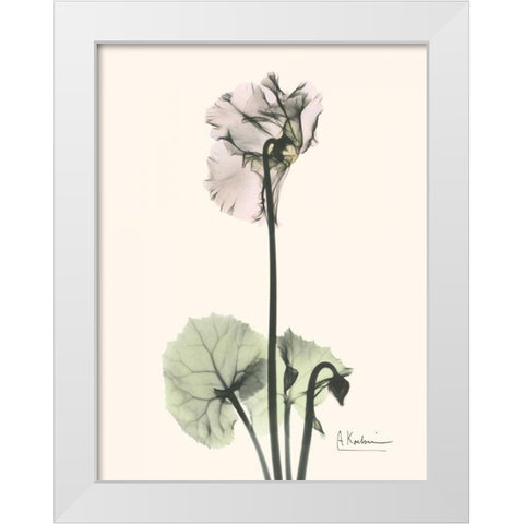 Single Cyclamen White Modern Wood Framed Art Print by Koetsier, Albert