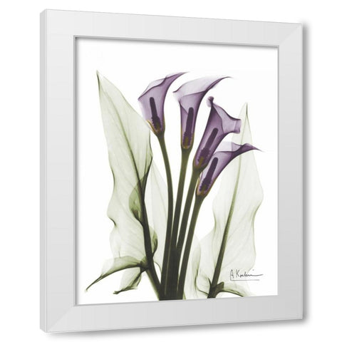 Calla Lily Quad in Color White Modern Wood Framed Art Print by Koetsier, Albert