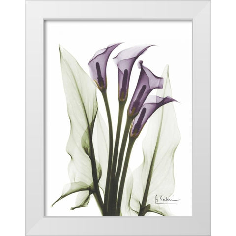 Calla Lily Quad in Color White Modern Wood Framed Art Print by Koetsier, Albert