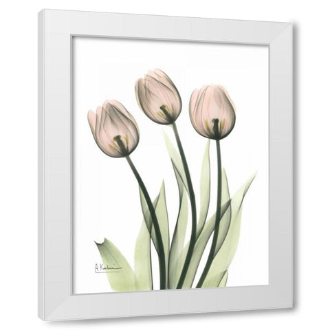 Three Pale Pink Tulips White Modern Wood Framed Art Print by Koetsier, Albert