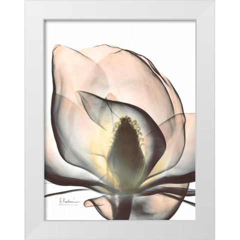 Magnolia Close Up White Modern Wood Framed Art Print by Koetsier, Albert