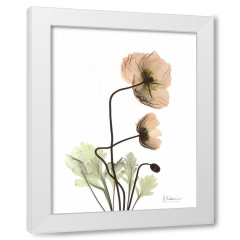 Iceland Poppy in Color White Modern Wood Framed Art Print by Koetsier, Albert