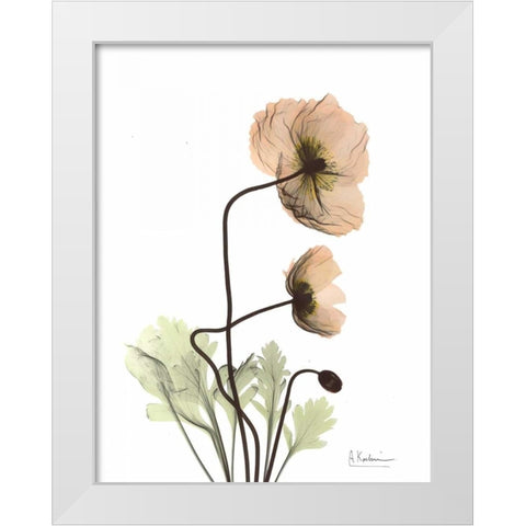 Iceland Poppy in Color White Modern Wood Framed Art Print by Koetsier, Albert