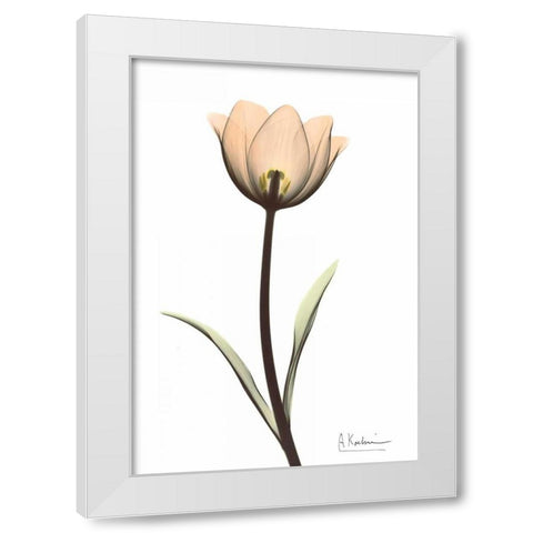 Tulip in Full Color White Modern Wood Framed Art Print by Koetsier, Albert